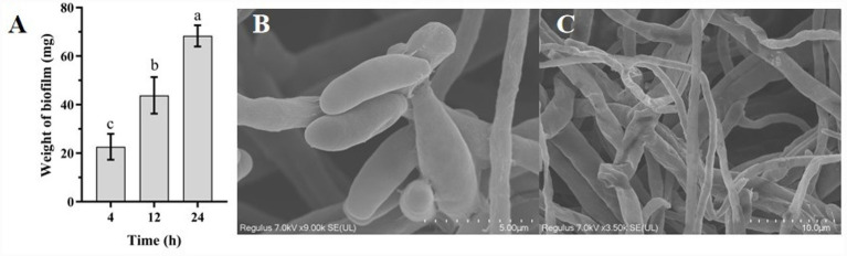 Figure 10