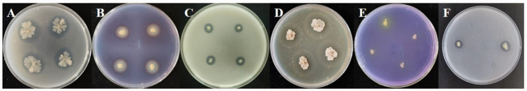 Figure 11