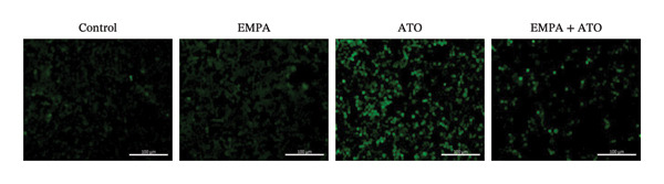 Figure 29