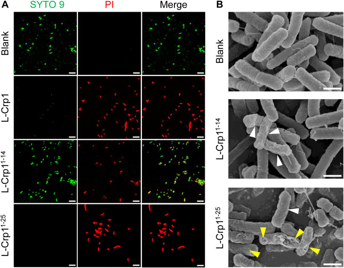 Fig 6