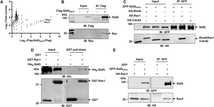 Fig 2