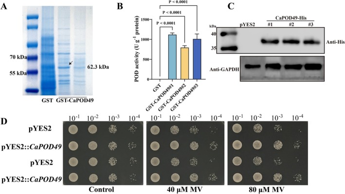 FIGURE 2