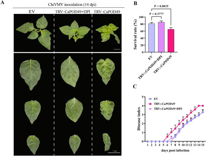 FIGURE 4