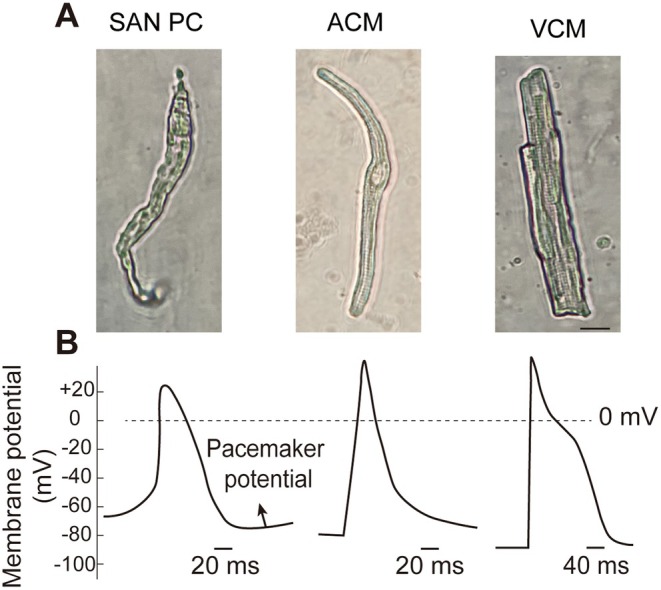 FIGURE 1