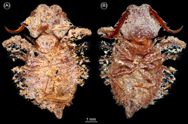 Fig. 7