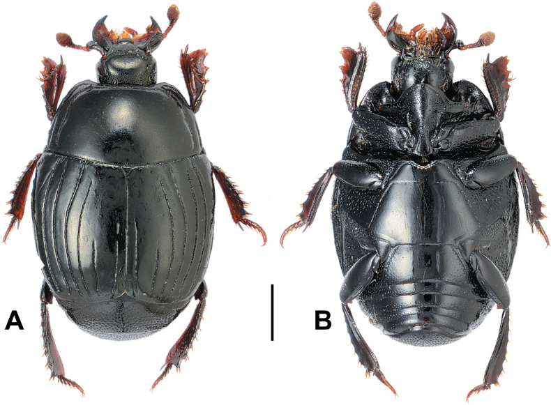 Figure 19