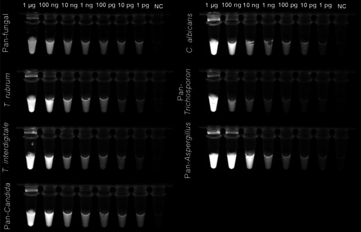 FIGURE 3