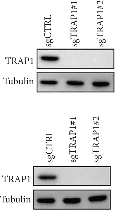 Figure 29
