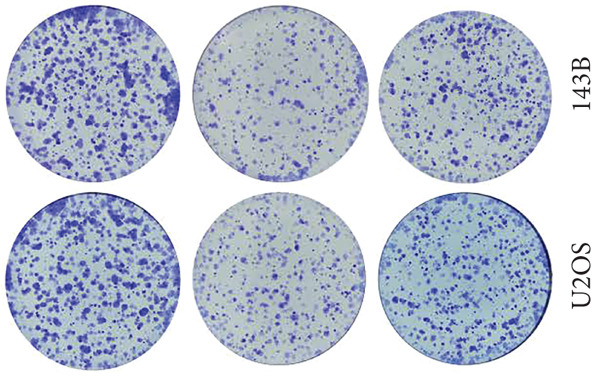 Figure 32