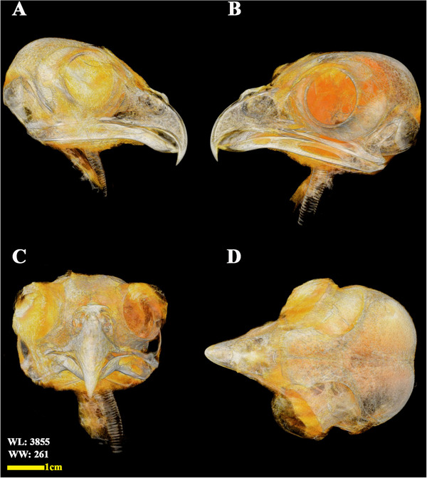 Figure 11