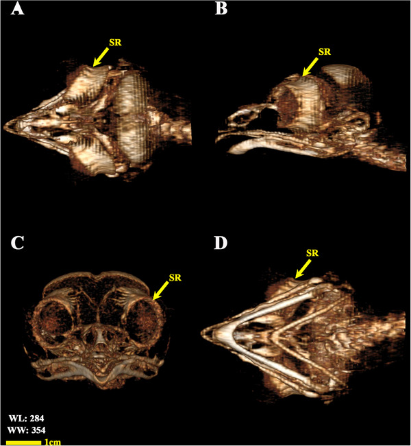 Figure 16