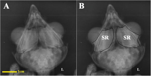 Figure 18