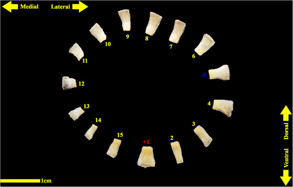 Figure 19