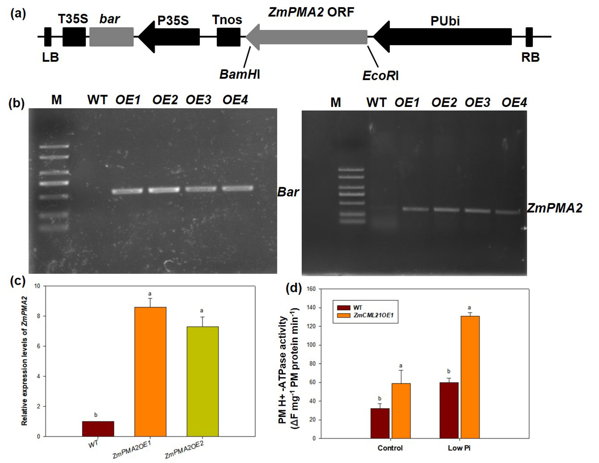 Figure 12