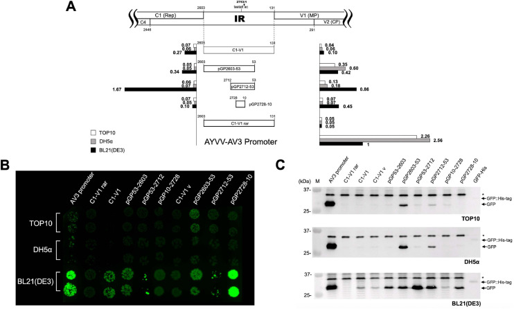 Figure 6