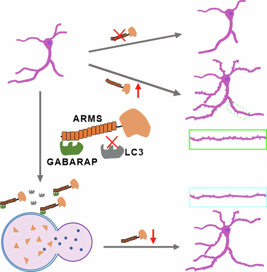 Figure 13