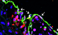Figure 21