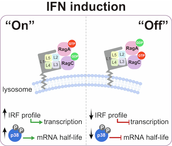 Figure 18
