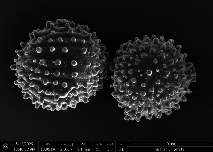 FIGURE 1