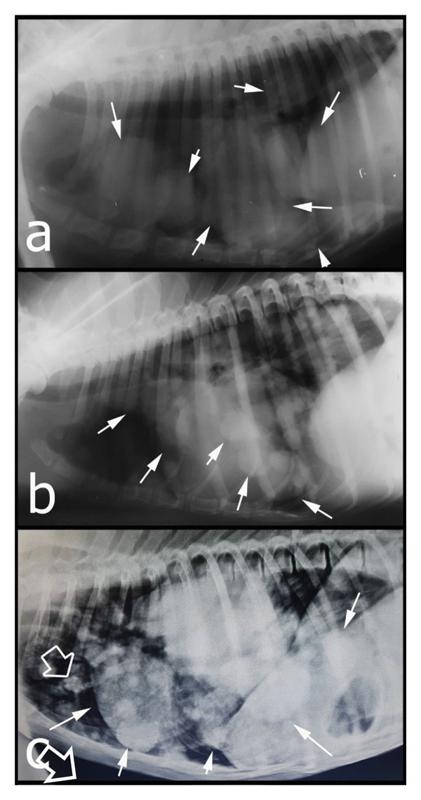 FIGURE 5