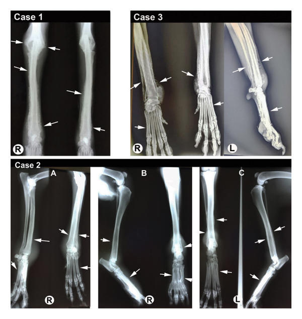 FIGURE 2