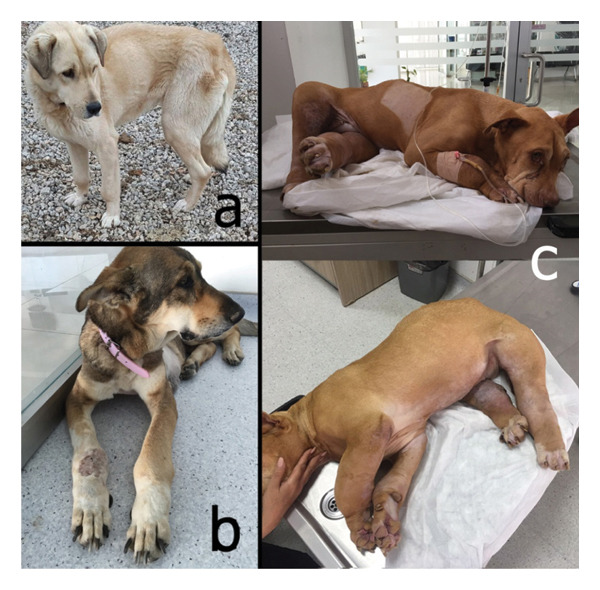 FIGURE 1