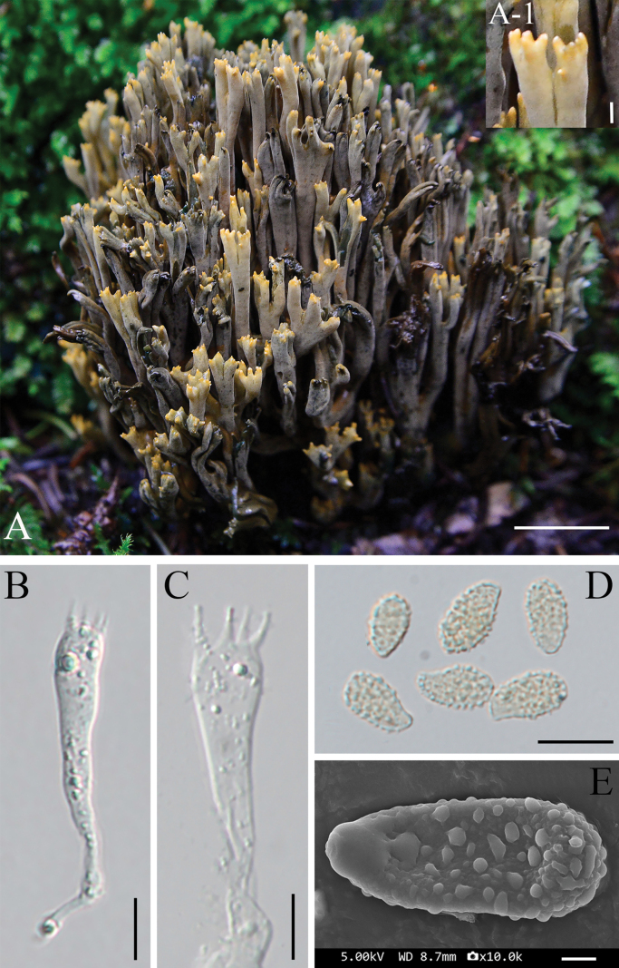 Figure 2