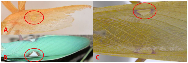 Figure 2