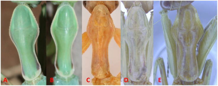 Figure 3