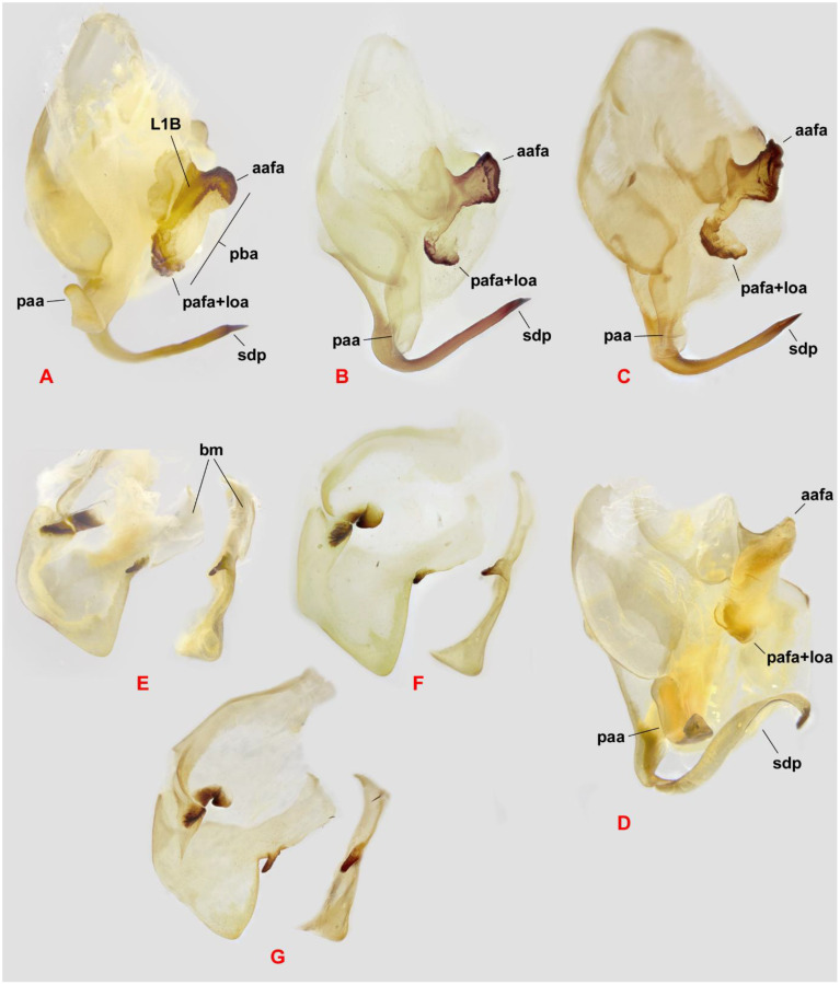 Figure 5