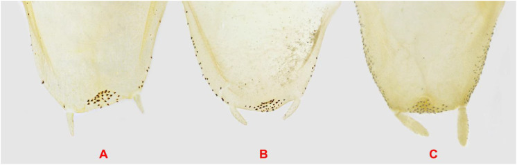 Figure 6