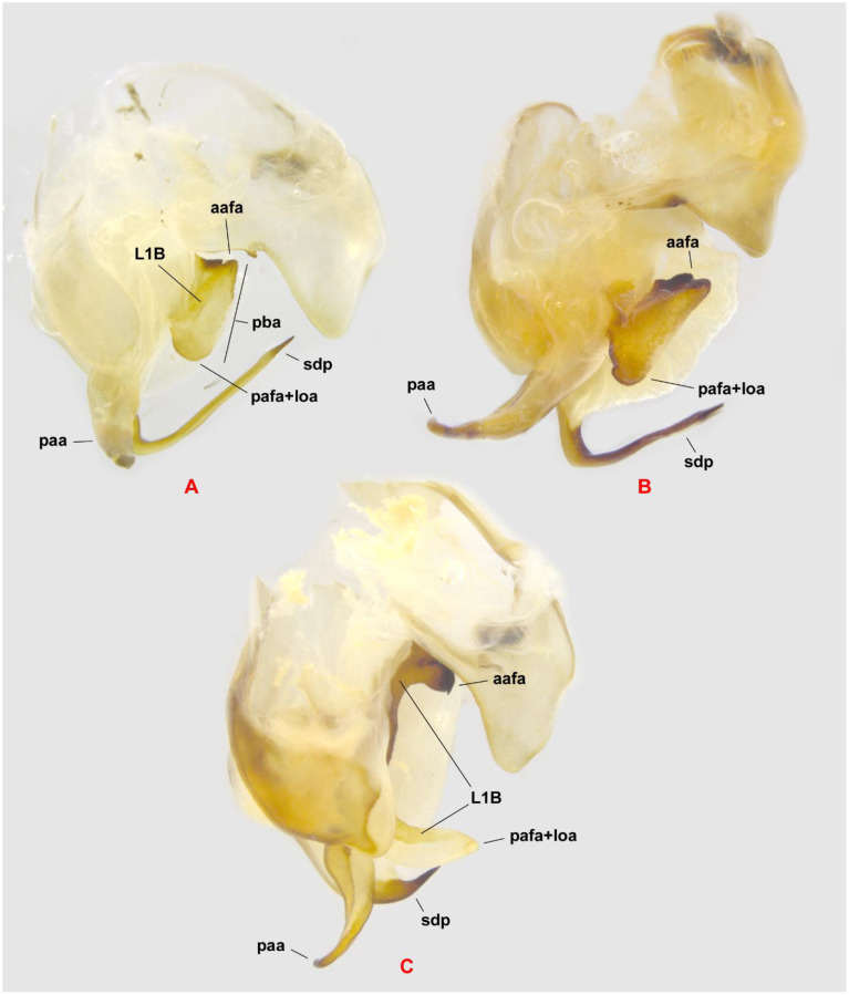 Figure 7