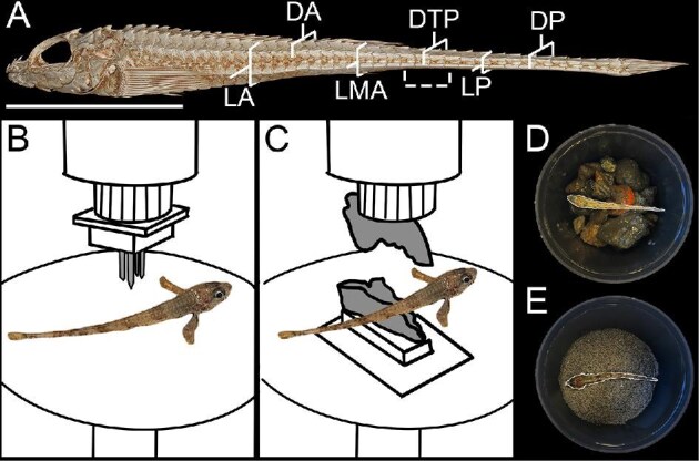 Fig. 2