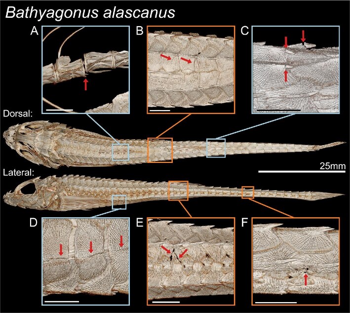 Fig. 4