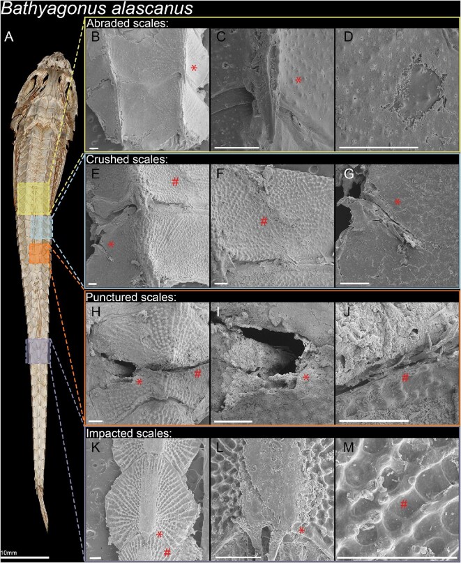 Fig. 7