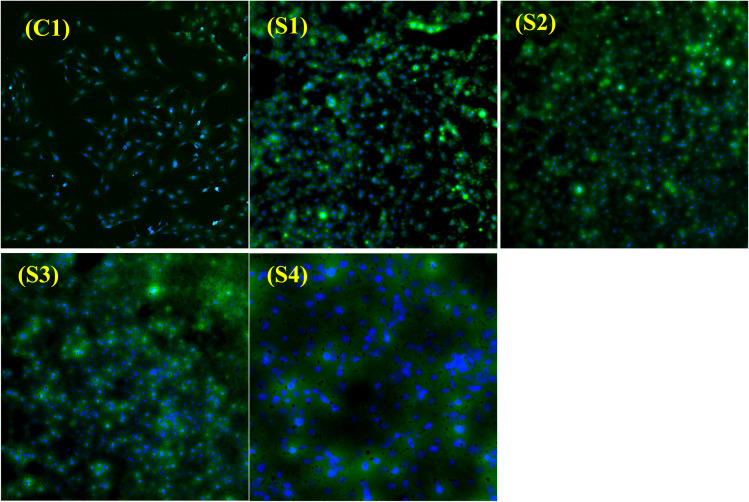 Fig. 14