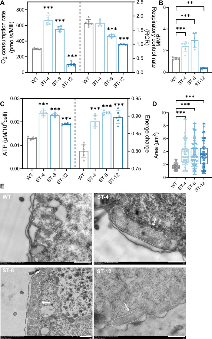 Fig 6