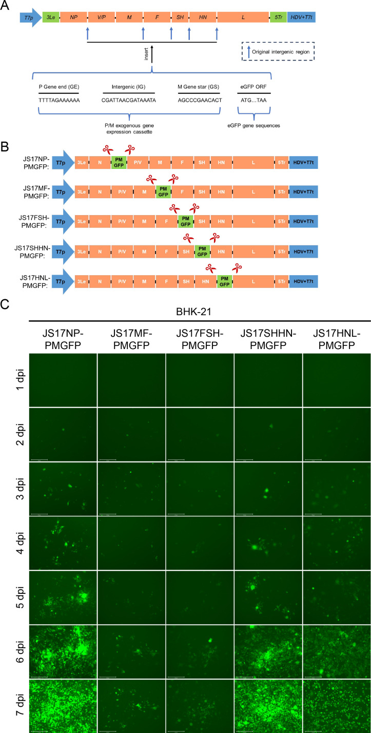 Fig 6