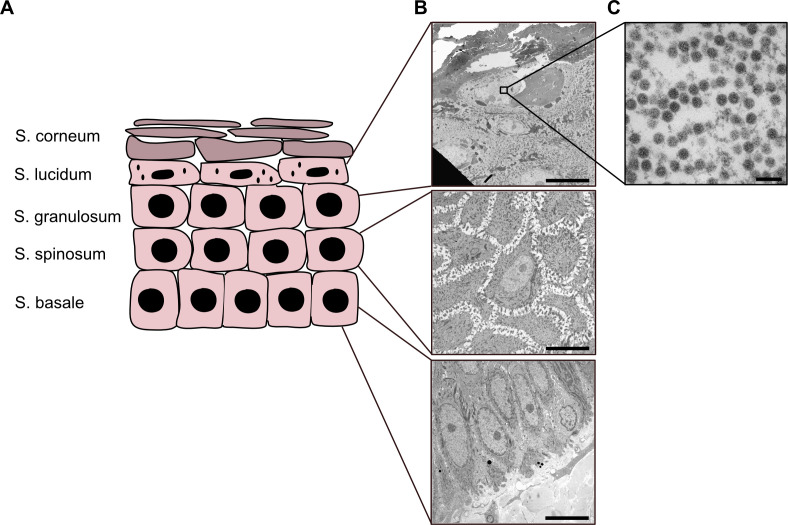 Fig 5