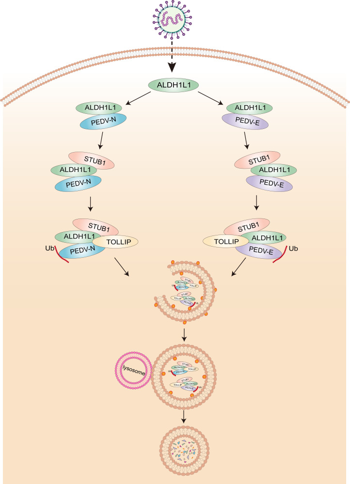 Fig 6