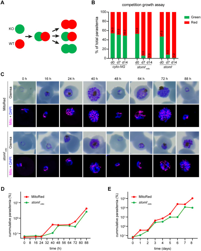Fig 1