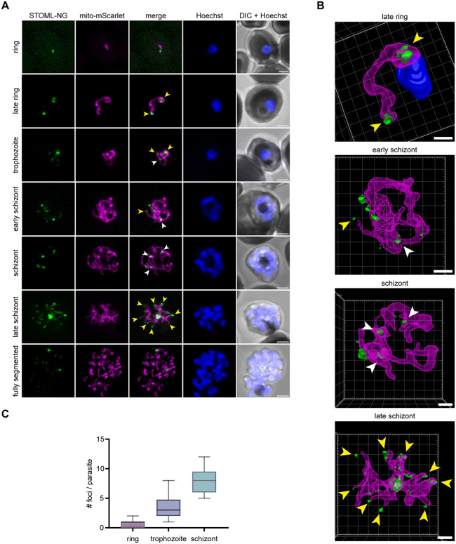 Fig 2