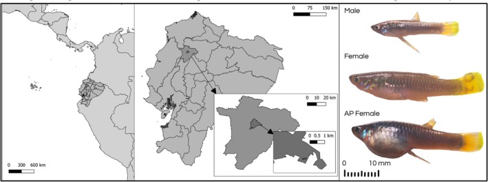 FIGURE 1