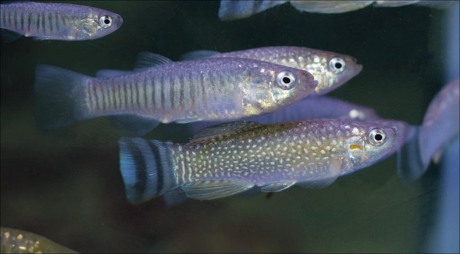 FIGURE 1