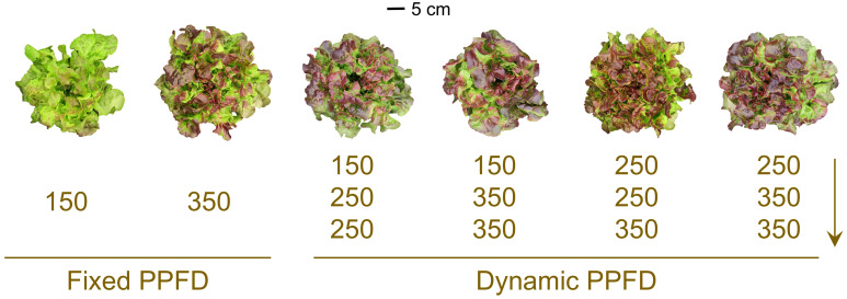 Figure 2