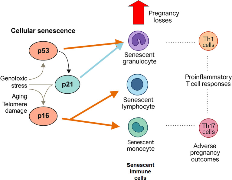 Figure 7