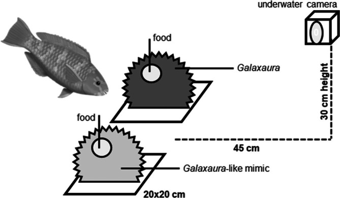 FIGURE 1