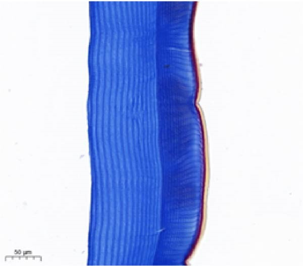 Figure 19