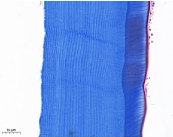 Figure 20