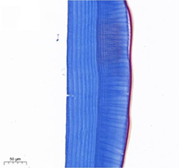 Figure 21